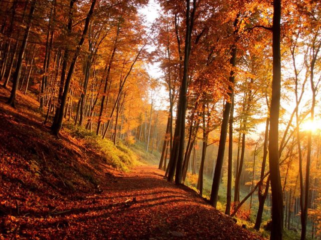 Balade en forêt facile avec enfants : idées d’activités