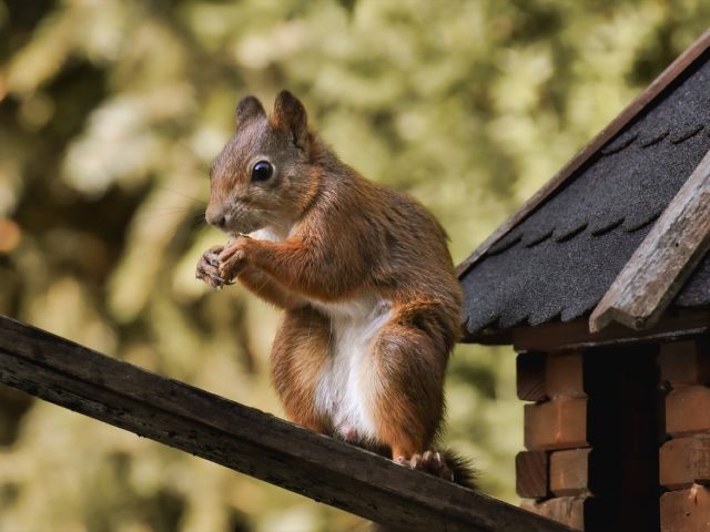 Cabanes insolites à louer en France : guide pratique