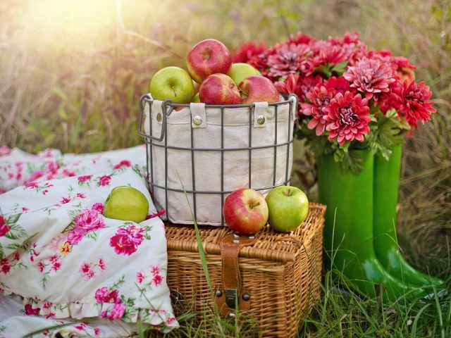 Pique-nique léger : organiser un repas pratique et sain