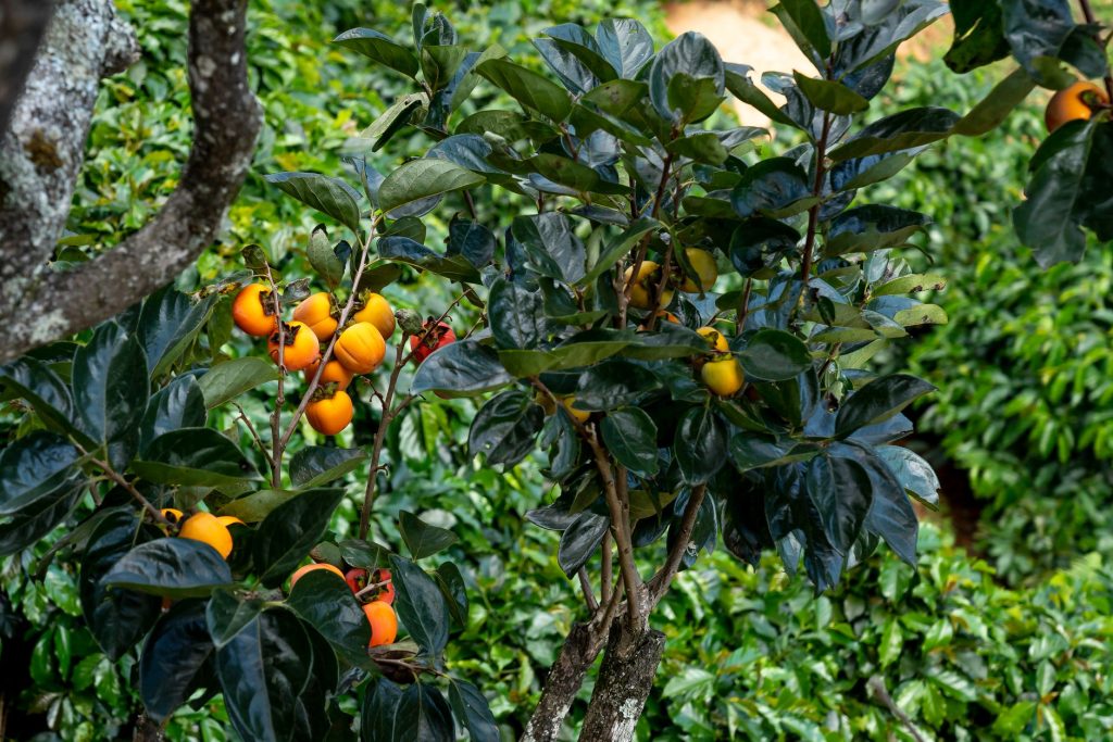 Transformez votre jardin en paradis tropical : cultivez le kaki en France !